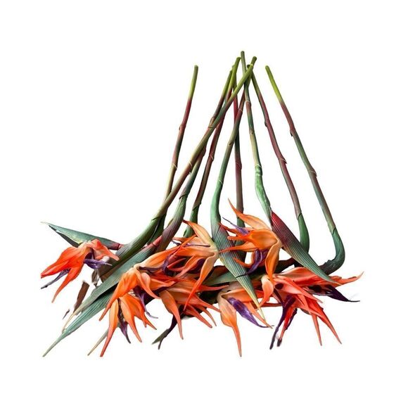 Vibrant Orange and Green Bird of Paradise stems (8) With Vase - Picture 3 of 3